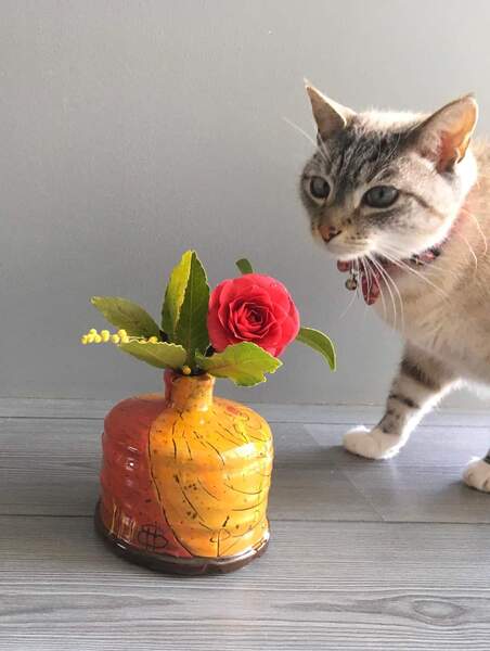 Journée internationale du chat 🐱