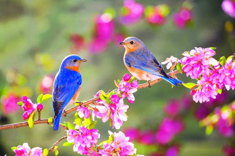 C'est le Printemps!!! C'est le Printemps!!!